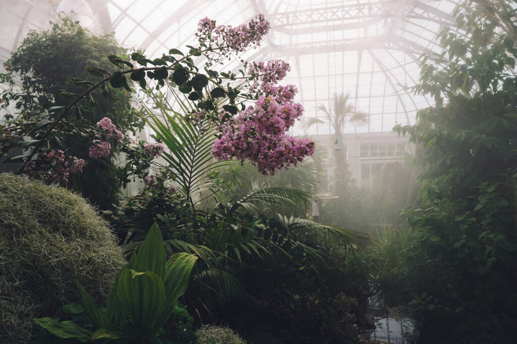 温室の植物